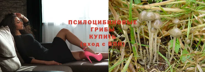 Псилоцибиновые грибы Psilocybe Дубна